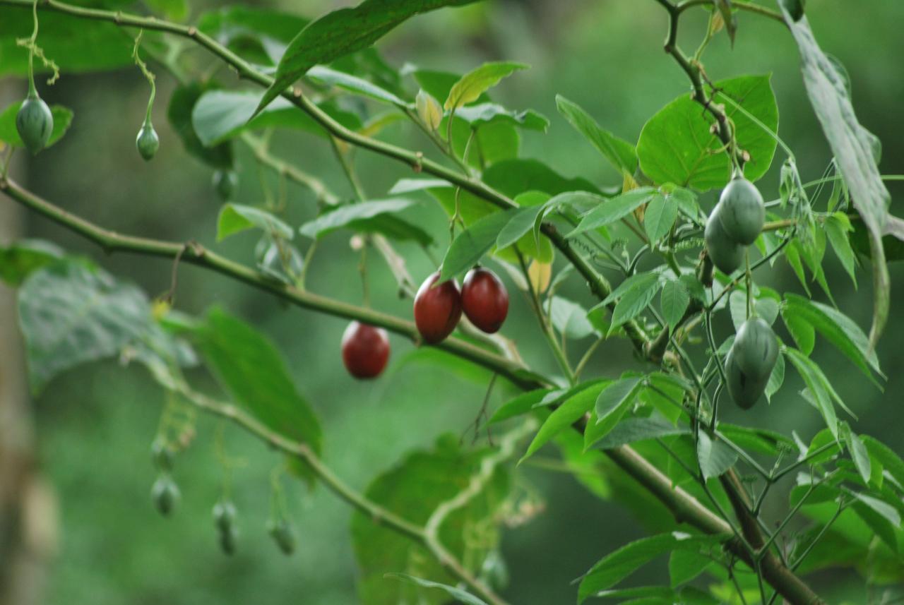 T Cherry Villa Munnar Exterior foto